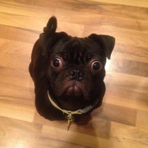 Meet your Posher, Frankie